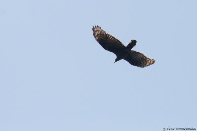 Crested Honey Buzzard