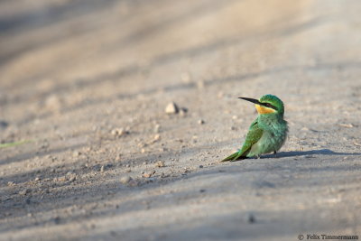 Blue-cheeked Bee-Eater