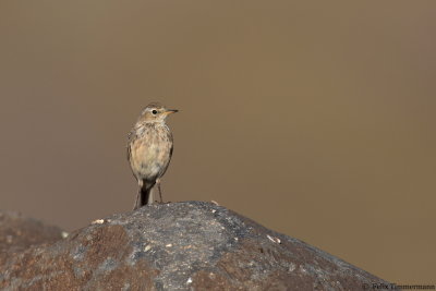 Water Pipit ssp. coutelli