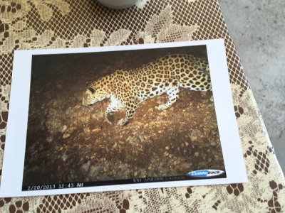 Picture of the Caucasian Leopard