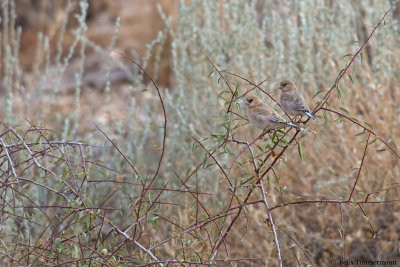 Desert Finch