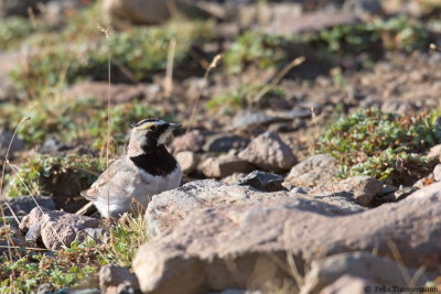 Caucasian Horned Lark