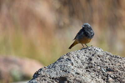 Black Redstart ssp. ochruros