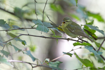 Green Warbler