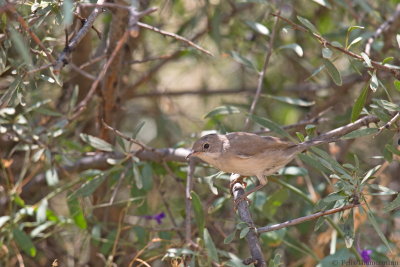 Ménétries Warbler