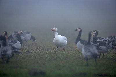 Snow Goose