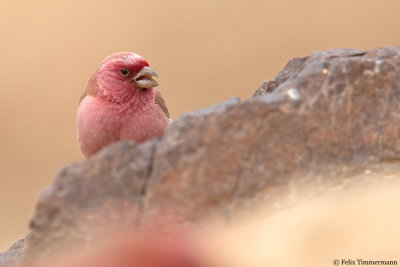 Sinai Rosefinch