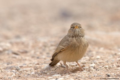 Desert Lark