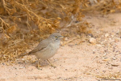 Asian Desert Warbler