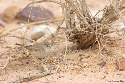 Asian Desert Warbler