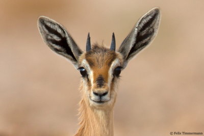 Dorcas Gazelle