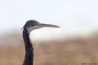 Western Reef Egret