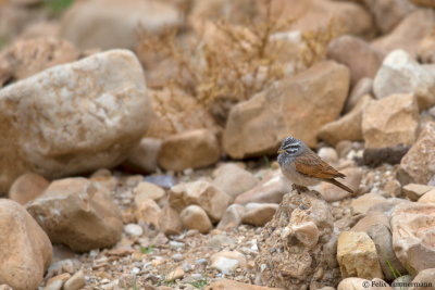 Striolated Bunting