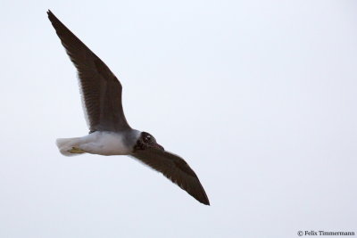 White-Eyed Gull