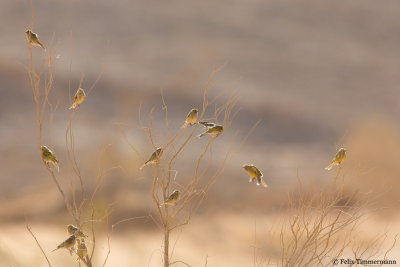 Syrian Serin