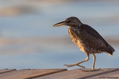 Striated Heron