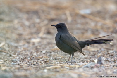 Black Scrub Robin