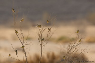 Syrian Serin