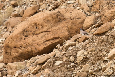 Sand Partridge