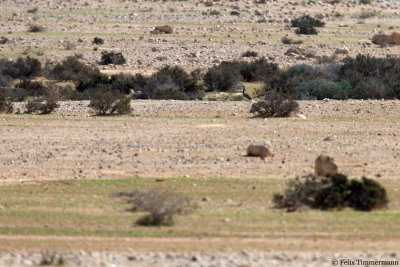 MacQueens Bustard