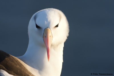 Black-browed Albatross