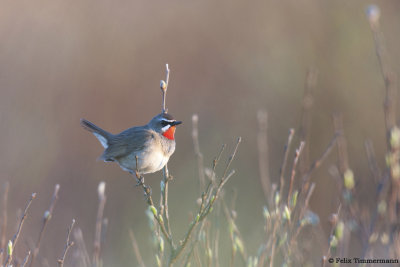 Siberian Rubythroat