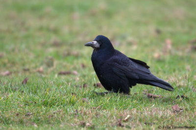 Rook