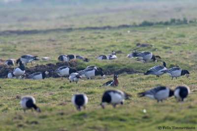 Red-breasted Goose