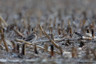 Black-winged Pratincole