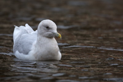 Iceland Gull