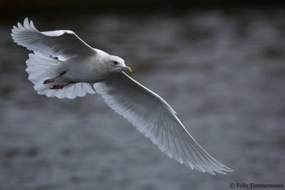 Iceland Gull