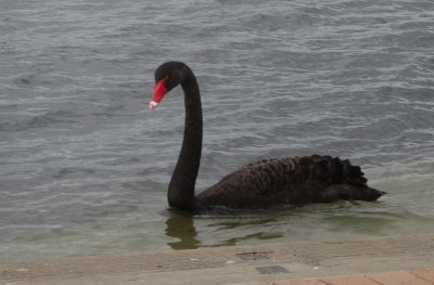 Black Swan - Red Eye