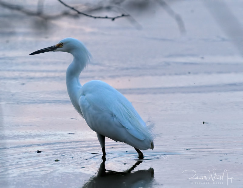 Egret Portrait