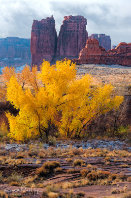 Fall color in Arches National park