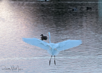 Egret coming in for a landing