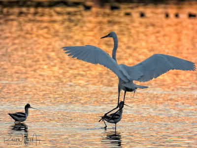 Egret Sunset