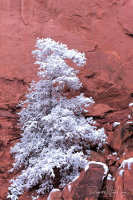 Snowy tree against red rock