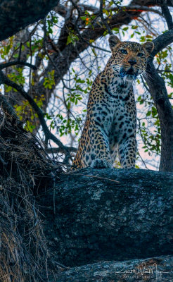 Angry Leopardess