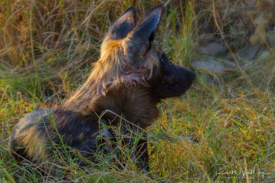 Wild Dog Afternoon Repose