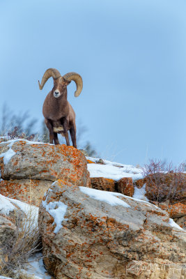 Big Horn Ram