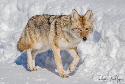 Coyote Trot