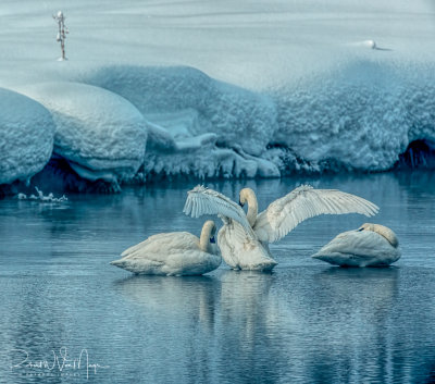 Trumpeter Swan