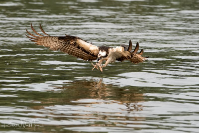 Osprey Catching