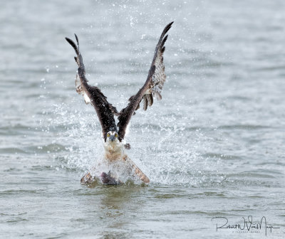 Osprey