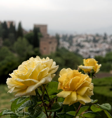 Rose Blooms