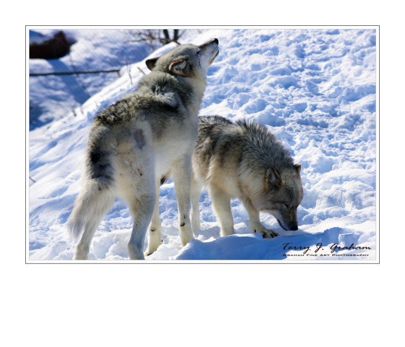Howling Wolves
