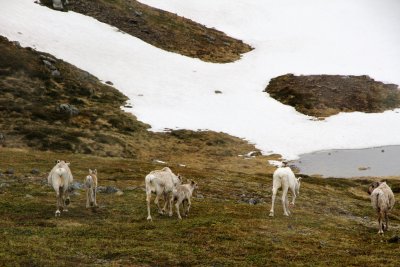 Took the included excursion to the North Cape.  On the way, saw reindeer.
