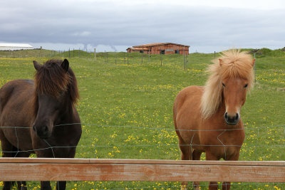  Icelandic horses greeted me near the little turnaround before Stafnes 