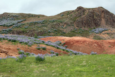  Ruth is loving the colors & flowers (lupines) of Iceland