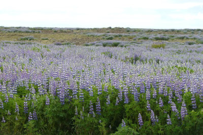 Driving around the countryside we saw whole fields of wild lupines